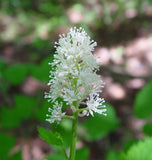 Actaea pachypoda | Dolls Eyes | White Baneberry | Cohosh | 10_Seeds