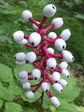 Actaea pachypoda | Dolls Eyes | White Baneberry | Cohosh | 10_Seeds