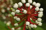 Actaea pachypoda | Dolls Eyes | White Baneberry | Cohosh | 10_Seeds