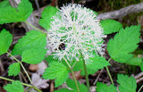 Actaea pachypoda | Dolls Eyes | White Baneberry | Cohosh | 10_Seeds