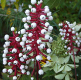 Actaea pachypoda | Dolls Eyes | White Baneberry | Cohosh | 10_Seeds