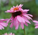 Echinacea purpurea Doubledecker | Doppelganger | 10_Seeds