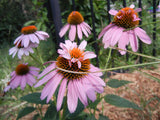 Echinacea purpurea Doubledecker | Doppelganger | 10_Seeds