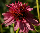 Echinacea purpurea Doubledecker | Doppelganger | 10_Seeds