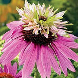 Echinacea purpurea Doubledecker | Doppelganger | 10_Seeds