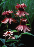 Echinacea purpurea Doubledecker | Doppelganger | 10_Seeds