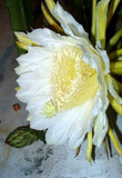 Hylocereus costaricensis | polyrhizus | Dragon Fruit | Pitajaya | 20_Seeds