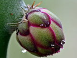 Hylocereus costaricensis | polyrhizus | Dragon Fruit | Pitajaya | 20_Seeds