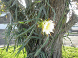 Hylocereus costaricensis | polyrhizus | Dragon Fruit | Pitajaya | 20_Seeds