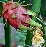 Hylocereus costaricensis | polyrhizus | Dragon Fruit | Pitajaya | 20_Seeds