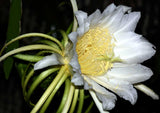 Hylocereus costaricensis | polyrhizus | Dragon Fruit | Pitajaya | 20_Seeds