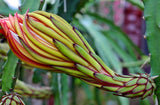 Hylocereus costaricensis | polyrhizus | Dragon Fruit | Pitajaya | 20_Seeds