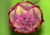 Hylocereus costaricensis | polyrhizus | Dragon Fruit | Pitajaya | 20_Seeds