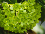 Dregea volubilis | Hemajivanti | Wattakaka volubilis | Green Milkweed | 10_Seeds