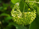 Dregea volubilis | Hemajivanti | Wattakaka volubilis | Green Milkweed | 10_Seeds