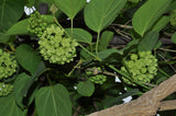 Dregea volubilis | Hemajivanti | Wattakaka volubilis | Green Milkweed | 10_Seeds