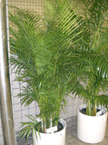 Dypsis lutescens | Areca & Butterfly & Golden Cane & Madagascar Palm | 5_Seeds