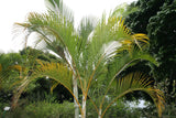 Dypsis lutescens | Areca & Butterfly & Golden Cane & Madagascar Palm | 5_Seeds