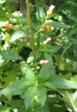 Scrophularia lanceolata | Lanceleaf Figwort | Early Figwort | 100_Seeds