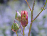 Scrophularia lanceolata | Lanceleaf Figwort | Early Figwort | 100_Seeds