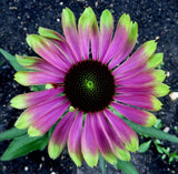 Echinacea purpurea Green Twister | 10_Seeds