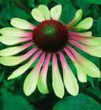 Echinacea purpurea Green Twister | 10_Seeds