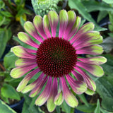 Echinacea purpurea Green Twister | 10_Seeds