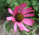 Echinacea tennesseensis | Tennessee Coneflower | 20_seeds