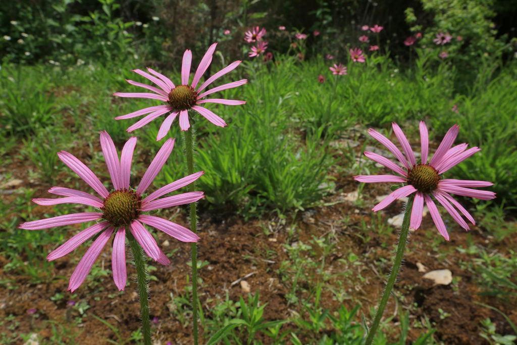 echinacea tennesseensis seeds Echinacea tennesseensis | Tennessee Coneflower