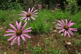Echinacea tennesseensis | Tennessee Coneflower | 20_seeds