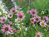 Echinacea tennesseensis | Tennessee Coneflower | 20_seeds