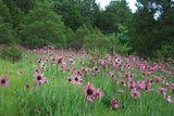 Echinacea tennesseensis | Tennessee Coneflower | 20_seeds