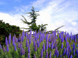 Echium candicans | E. fastuosum | Pride of Madeira | 20_Seeds