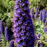 Echium candicans | E. fastuosum | Pride of Madeira | 20_Seeds