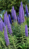 Echium candicans | E. fastuosum | Pride of Madeira | 20_Seeds