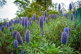Echium candicans | E. fastuosum | Pride of Madeira | 20_Seeds
