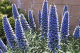 Echium candicans | E. fastuosum | Pride of Madeira | 20_Seeds