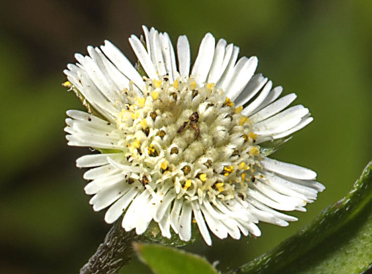 false daisy plant seeds Eclipta prostrata | False Daisy | Yerba de Tago | Bhringraj