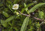 Eclipta prostrata | False Daisy | Yerba de Tago | Bhringraj | 50_Seeds