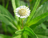 Eclipta prostrata | False Daisy | Yerba de Tago | Bhringraj | 50_Seeds