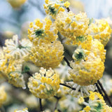Edgeworthia chrysantha | Oriental Paperbush | Mitsumata | 50_Seeds