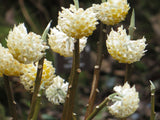 Edgeworthia chrysantha | Oriental Paperbush | Mitsumata | 50_Seeds