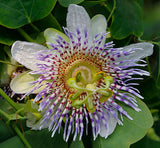 Passiflora elegans | 10_Seeds