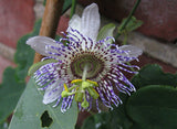 Passiflora elegans | 10_Seeds