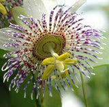 Passiflora elegans | 10_Seeds