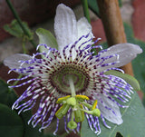 Passiflora elegans | 10_Seeds