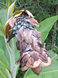 Ensete superbum | False & Rock Banana | 5_Seeds