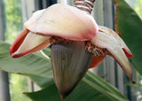 Ensete superbum | False & Rock Banana | 5_Seeds