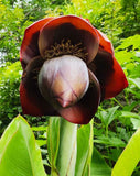 Ensete superbum | False & Rock Banana | 5_Seeds