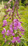 Epilobium angustifolium | Fireweed | Great Willowherb | Rosebay | 500_Seeds